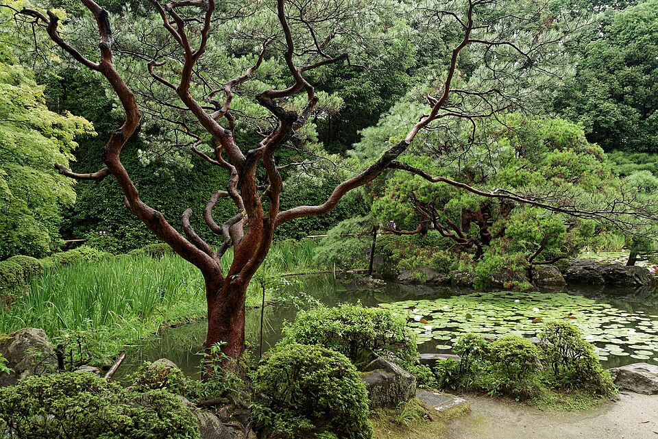 平安神宮の大鳥居を正面から撮影、朱色の巨大鳥居と神宮道の並木