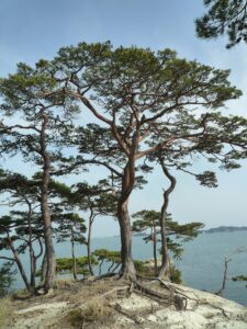 松島について｜歴史や概要を詳しく解説