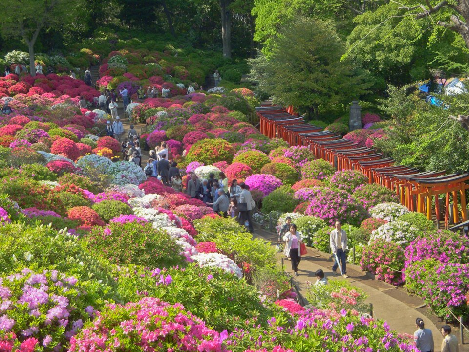 根津神社の千本鳥居とつつじ苑、朱色の鳥居が連なるトンネルとツツジの花