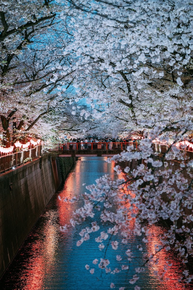 東京 目黒川 桜