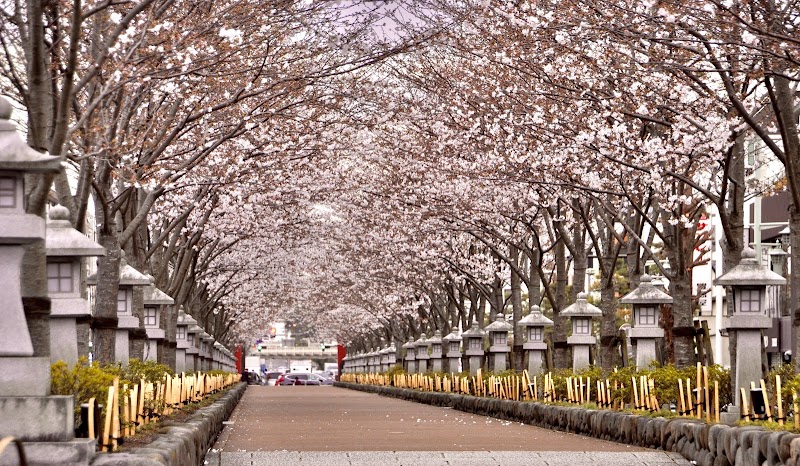【2026年版】鎌倉の桜スポット5選｜鶴岡八幡宮・建長寺・長谷寺の見頃と散策コース