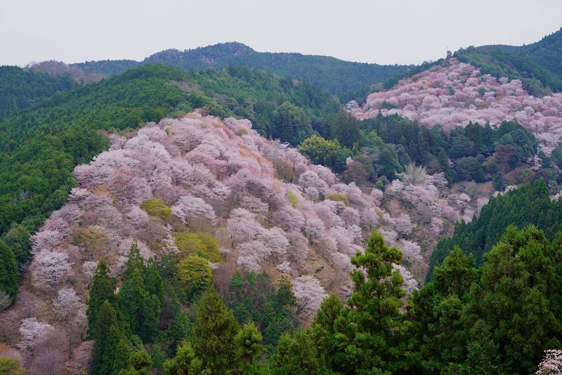 【2026年版】吉野山の桜ガイド｜下千本から奥千本まで・一目千本の絶景と桜ハイキング