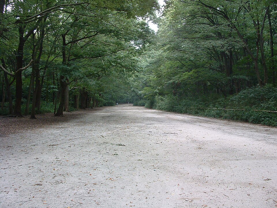 糺の森の参道、木漏れ日が差し込む緑豊かな原生林の中の小径