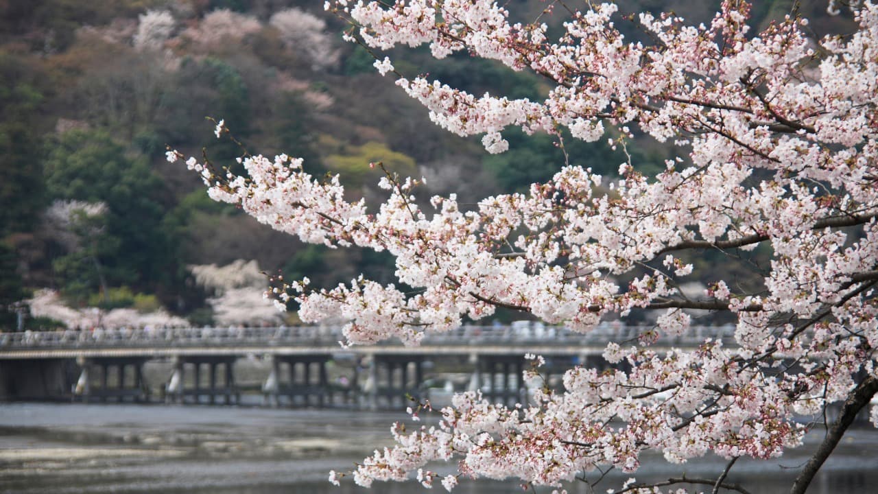 弁天堂 (7)-Jan-08-2025-11-47-23-9368-PM