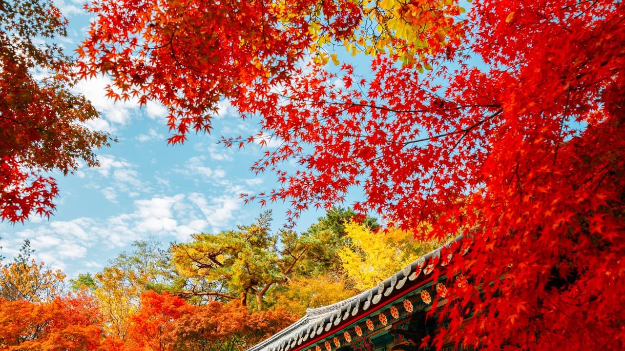 弁天堂 (5)-Jan-13-2026-10-20-28-4882-PM