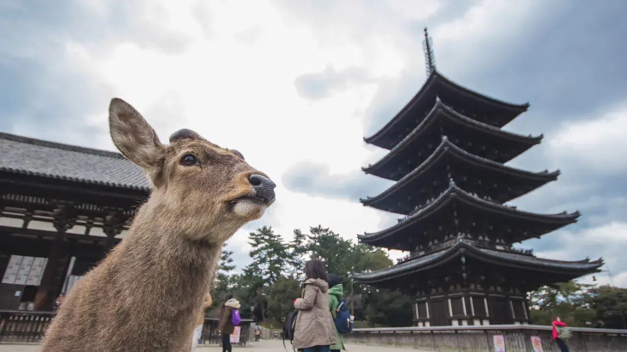 Top 3 Must-Stay Ryokan in Nara with Exquisite Japanese Rooms