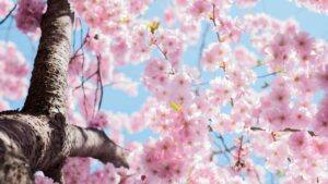 【2025年版】「日本の桜スポット3選｜一生に一度は訪れたい春の絶景」