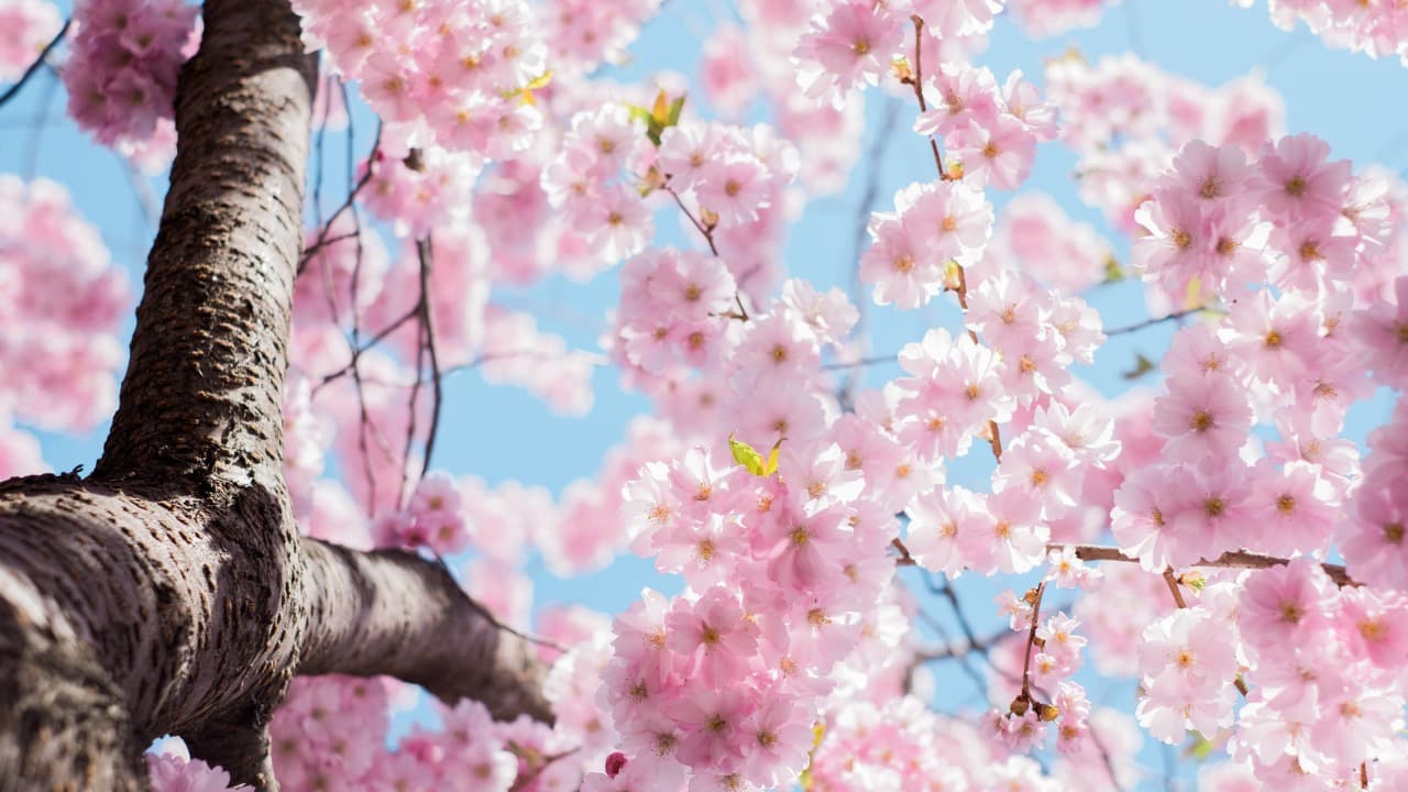 弁天堂 (18)-Jan-11-2025-03-57-06-8938-PM