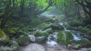 Yakushima Island 2025 Guide: Top Things to Do & History