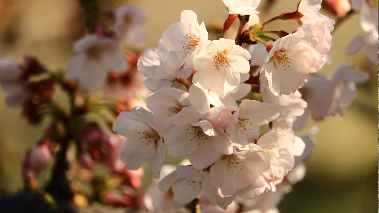 弁天堂 (27)-Jan-11-2025-04-25-33-0751-PM