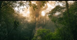 Carefully selected historical tourist spots in Kagoshima Prefecture