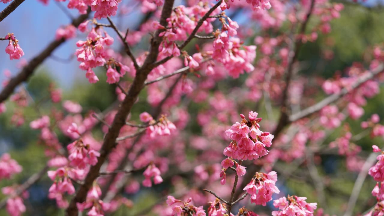 弁天堂 (30)-Jan-11-2025-04-58-53-9375-PM