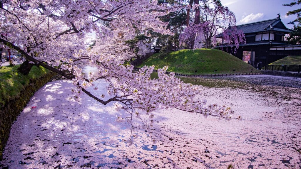 Hirosaki Cherry Blossom Festival 2026 | Highlights, History & Must