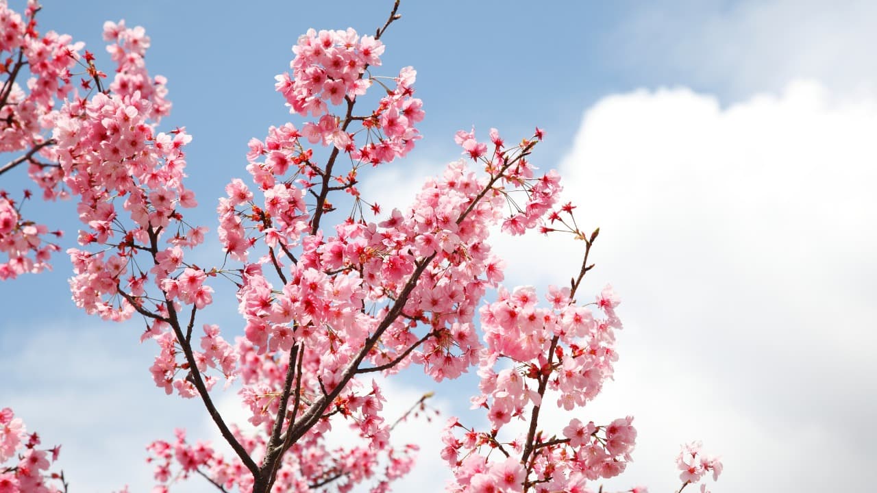 弁天堂 (28)-Jan-11-2025-04-26-12-6969-PM