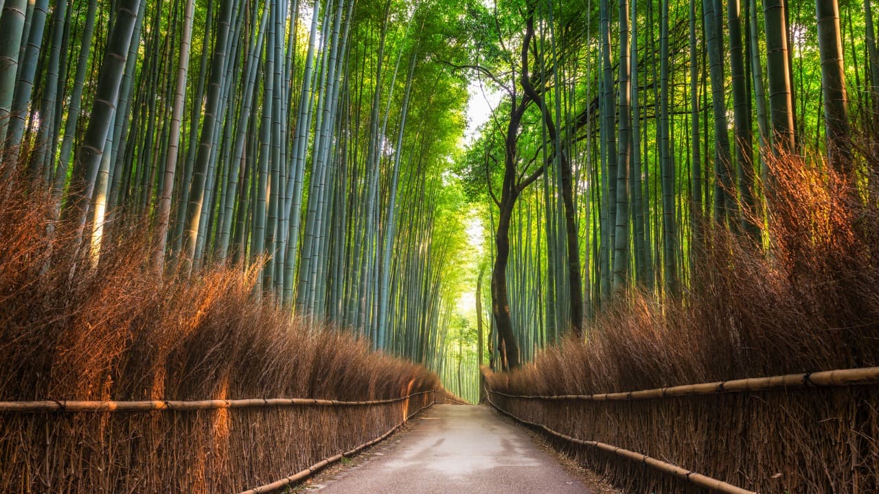 弁天堂 (47)-Dec-22-2024-01-47-01-9925-AM