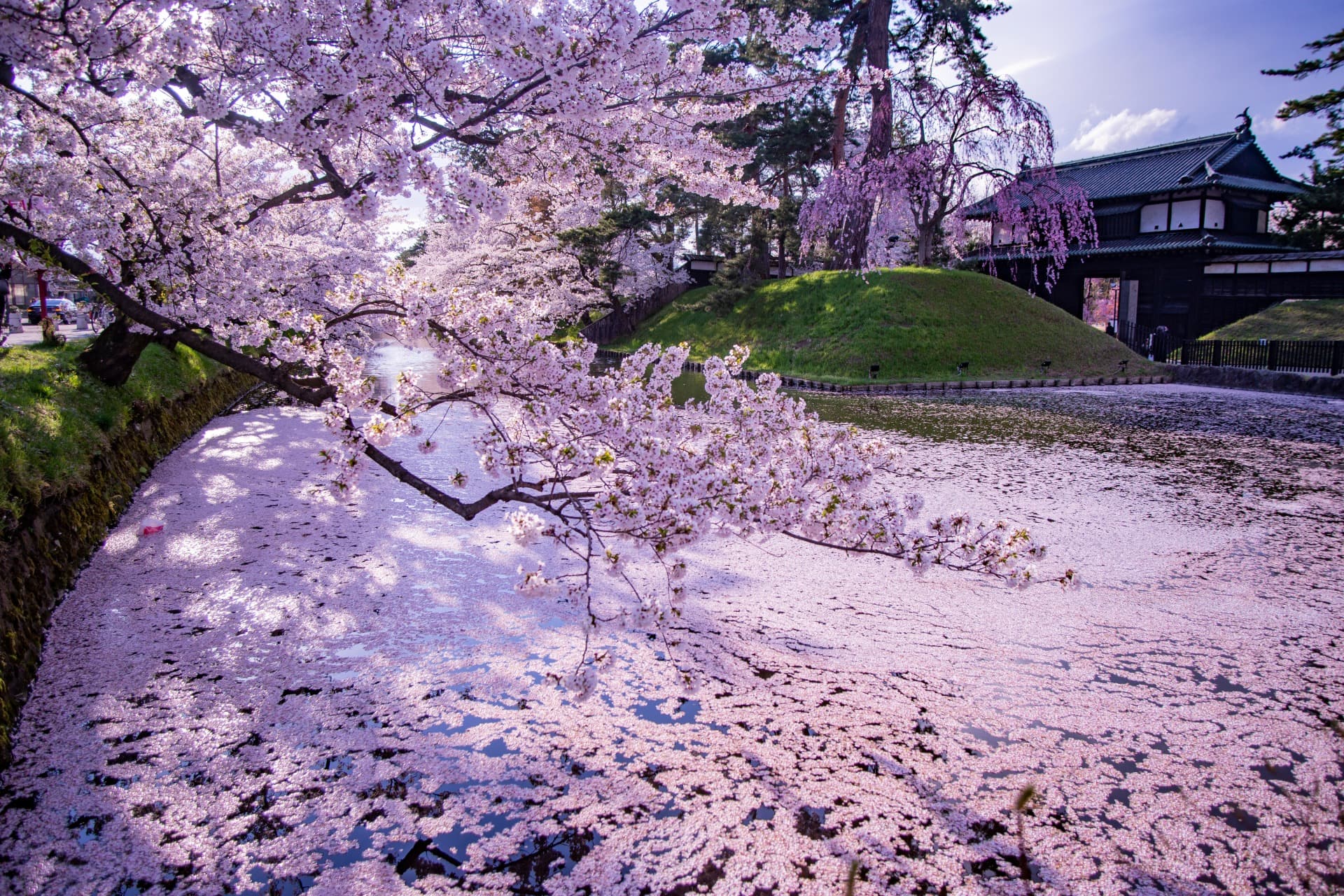 Hirosaki Cherry Blossom Festival 2026 | Highlights, History & Must