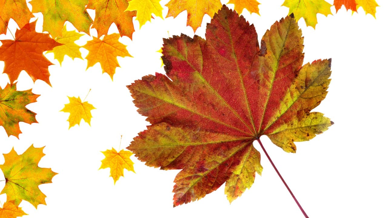 弁天堂 (21)-Jan-13-2026-10-22-58-3742-PM