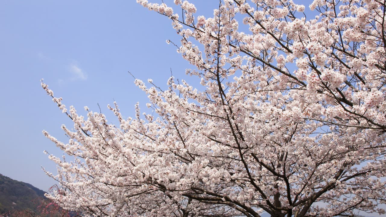 弁天堂 (14)-Jan-18-2026-12-48-15-1665-PM