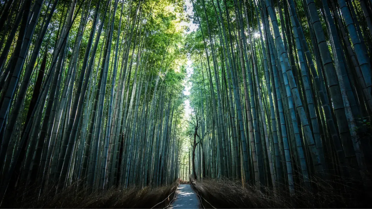 Arashiyama Bamboo Grove Hours: A Complete Guide to Kyoto’s 24-Hour Scenic Path