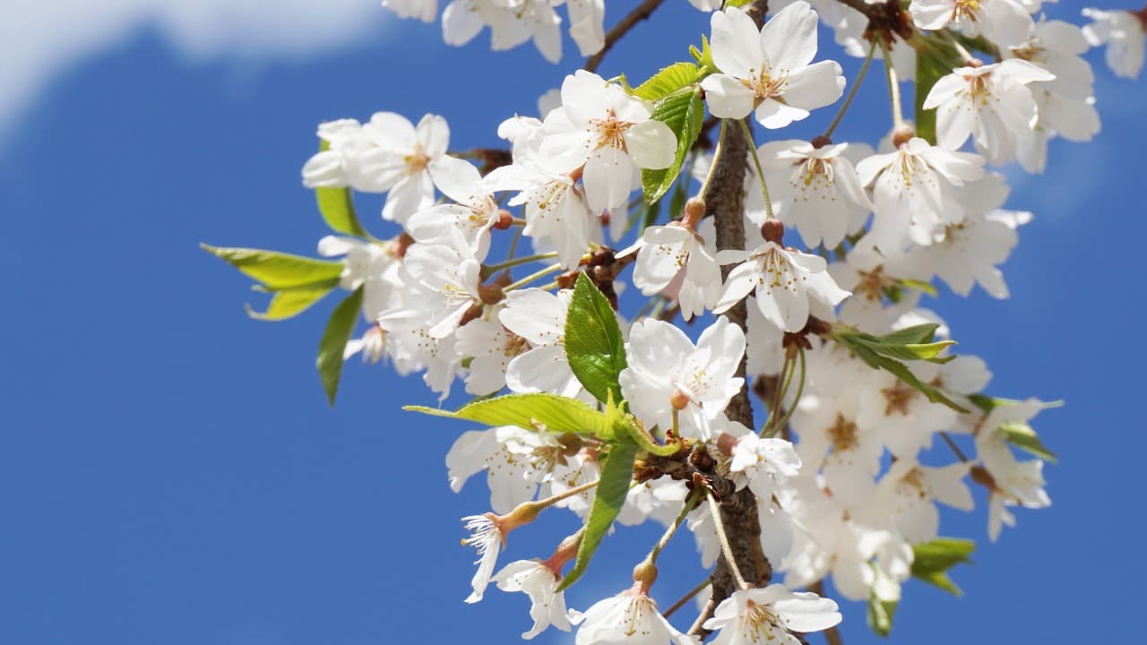 弁天堂 (29)-Jan-11-2025-04-26-53-7992-PM