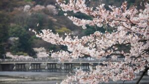 【2025년 최신】아라시야마 벚꽃 명소 4선｜교토의 봄을 만끽하는 절경 스팟 추천