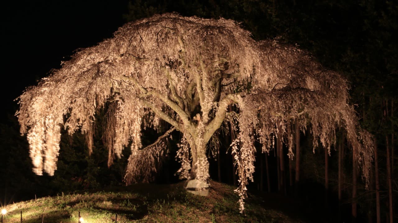 弁天堂 (31)-Jan-11-2025-04-58-54-0439-PM