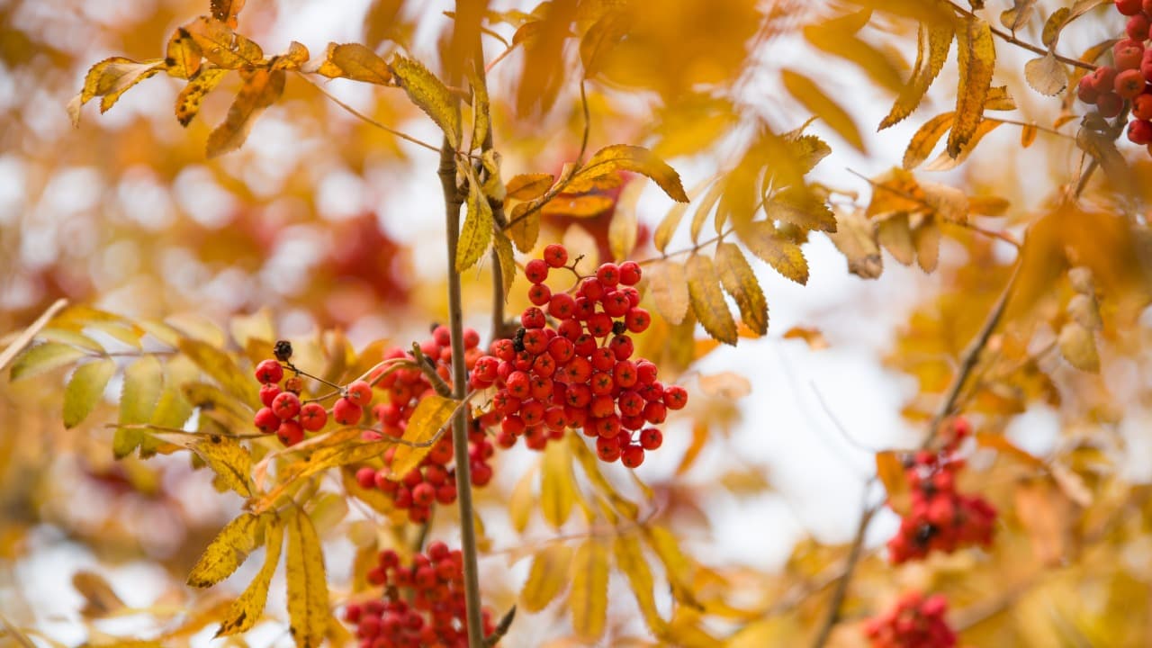 弁天堂 (22)-Jan-13-2026-10-22-58-3818-PM