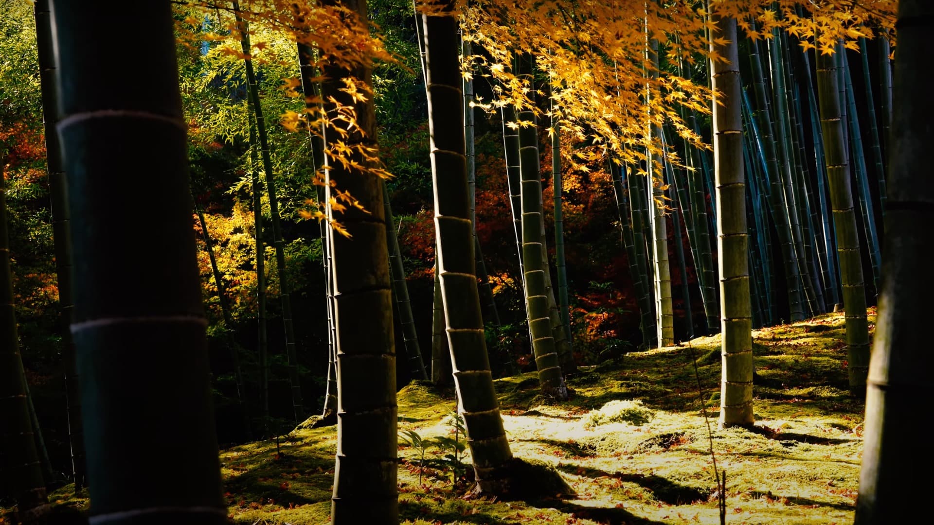 17-Mar-08-2025-05-01-27-4783-AM