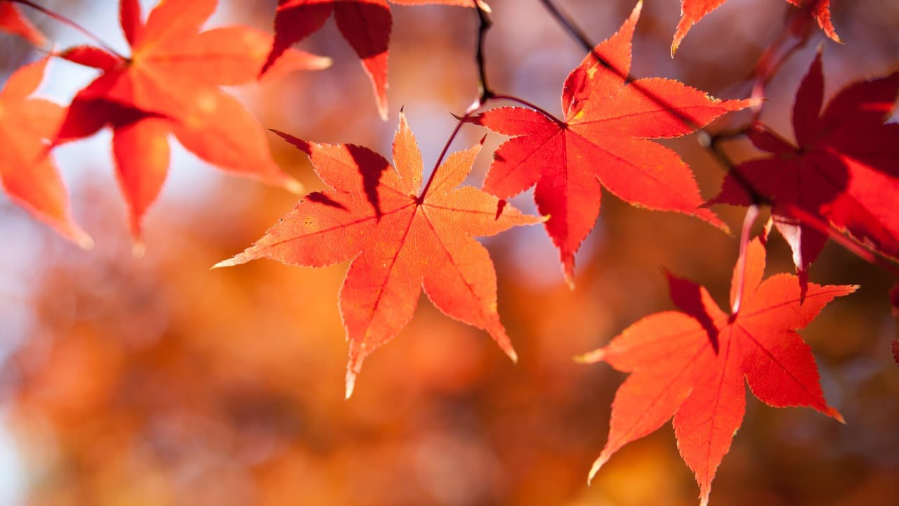 弁天堂 (18)-Jan-13-2026-10-22-58-2981-PM